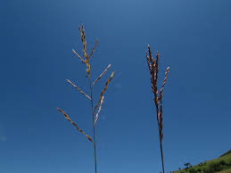 Image result for Bewsia