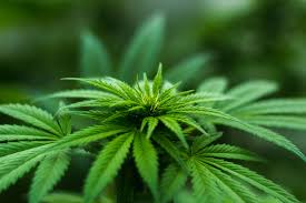 Ggbxf) advanced its cbd strategy through the the company that green growth brands has partnered with is no slouch in the market. Canopy Rivers Portfolio Company Receives Approval To Research Uv Light Impact On Cannabis Plant The Daily Marijuana Observer