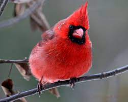 Handsome Boy Pet Birds Beautiful Birds Cute Funny Animals