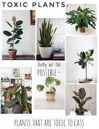 Toxic Plants To Pets Cats Shelvesforcats Safe House Plants Cat Safe House Plants Houseplants Safe For Cats
