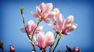 Full Hd Magnolia Wallpapers Pink Spring Flowers Magnolia Flower Magnolia Wallpaper