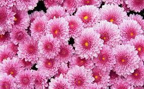 Camellia Japonica Bonomiana With Images Beautiful Pink Flowers Pink Flowers Background Flower Texture