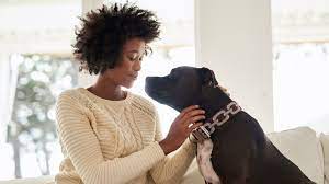 What Dogs Hear When We Talk To Them Science Aaas