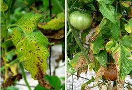 Image result for tomato seedling early blight
