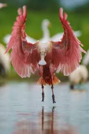 2018 Travel Photographer Of The Year Contest Winners National Geographic Photography Bird Pictures Funny Bird Pictures
