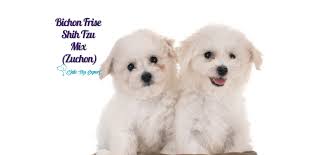 Check spelling or type a new query. Bichon Frise Shih Tzu Mix Zuchon