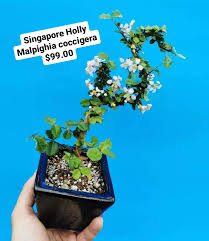 Image result for Malpighia coccigera