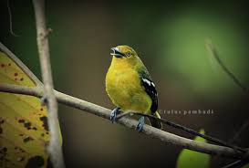Burung cipoh memiliki suara yang berkarakter, maka tak heran bila banyak yang mengoleksi suara kicauannya untuk memaster burung kicau lainnya (simak: Saatnya Mengamati Burung Cipoh Kacat Kotak Hitam