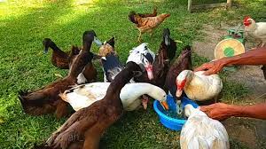 Perkawinan alami terjadi langsung antara itik jantan dan. Makanan Itik Telur Untuk Pemula Youtube