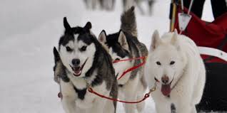 Weißer schlittenhund kostenlose bilder, frei für den kommerziellen gebrauch. Erlebniswelt Muotathal Schlittenhunde Angebote Winter