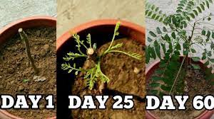 Right Way To Grow Curry Leaf Plant From Cuttings In November December With Updates Youtube Curry Leaf Plant Growing Plants From Seeds Fertilizer For Plants