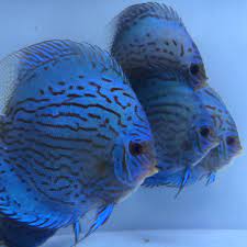 The image used above is for illustration purposes only. Brilliant Turquoise Discus Golden State Discus