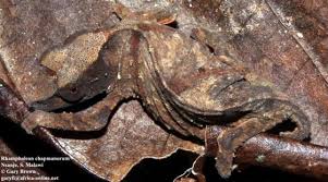 Image result for Rhynchosia chapmanii