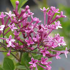 Check spelling or type a new query. Syringa Dark Purple Small Purple Lilac Shrubs For Sale