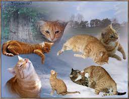 Zu sehen ist der welpe firmin, eine kleine katze und vögel. Wo Ist Denn Das Regenbogenland Foto Bild Emotionen Schmerz Und Leid Besondere Anlasse Bilder Auf Fotocommunity