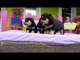 Rottweiler Yavru Fiyatlari 05412625843 Rottweiler