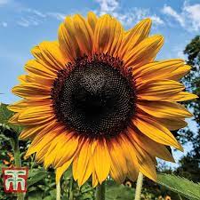 Everyone will love your mammoth russian sunflower. Sunflower Russian Giant Seeds Thompson Morgan