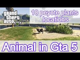 Apr 19, 2021 · how to become an animal in gta 5 online *new*#gtaonlineever want to be an animal in gta 5 online? Gta V Online How To Become An Animal 10 Peyote Plants Locations Youtube