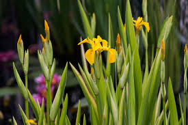 Image result for Iris pseudacorus