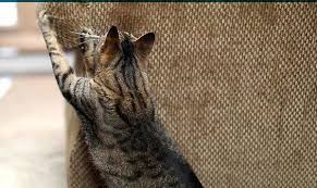 Kedi Kopek Tirmalamasina Dayanikli Kumas Limon Koltuk