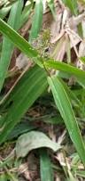 Image result for Digitaria compressa