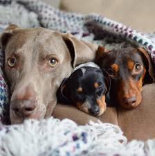 You'll be asked to provide information i have had my first mini dachshund for 17 years. New Puppy Joins In Adorable Duo Harlow And Indiana S Daily Cuddles