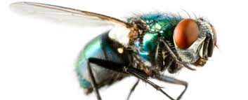 How Long Do Flies Live Ehrlich Pest Control