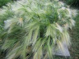 We did not find results for: Ornamental Grasses That Stay Put Laidback Gardener