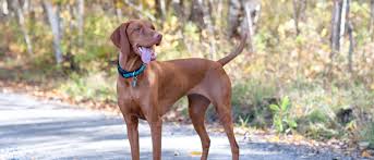 Vizslas can become hyperactive if not kept busy and canine epilepsy is not uncommon amongst the vizsla dog breed and causes seizures. Vizsla All About Dogs Orvis