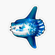 Ein ausgewachsenes tier wiegt durchschnittlich 1 tonne und ist 1,8 meter groß, aber es gibt auch bekannte, die 2300. Mondfisch Gifts Merchandise Redbubble