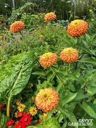 Who doesn't love cut flowers? How To Plant Grow A Cut Flower Garden Plus 5 Flowers To Get Started