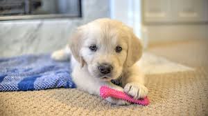 We had been hunting for the perfect mini aussie for a little over a year. Rochester Animal Services Offering Free Dog Adoptions