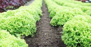 The best vegetables for containers. 8 Best Plant Food Reviews The Formula To A Healthy Abundant Harvest