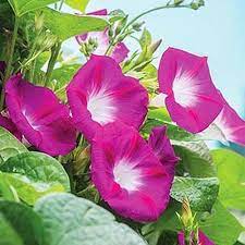 15 Of The Best Common Morning Glory Varieties Gardener S Path Morning Glory Flowers Garden Vines Annual Flowers