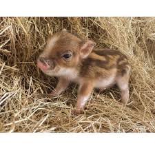 World S Smallest Pet Pig Baby Animals Funny Cute Baby Animals Baby Animals Pictures