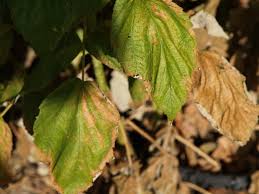 Most raspberry cultivars are sensitive to phytophthora root rot; Raspberry Diseases Pictures Raspberry