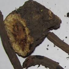 Image result for Alepidea