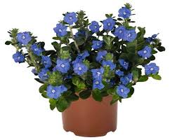 Image result for Evolvulus