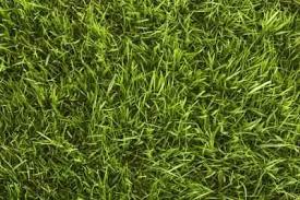 Bentgrass Lawn Repair Grass Type Warm Season Grass