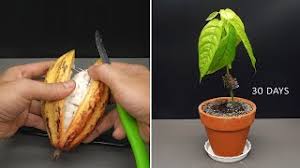 Dragon fruit plant from seed time lapse. Amazing Tube Herunterladen