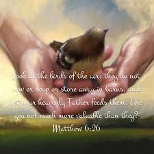 Look At The Birds Of The Air Niv Pin On The Word Of God New Testament
