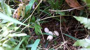 Musim bertelur ayam hutan hijau sangat beragam, namun biasanya telur banyak ditemukan pada bulan juni sampai nopember (delacour, 1977). Penasaran Begini Sarang Terlur Ayam Hutan Di Alam Liar Youtube