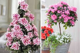 Azalea japonica blue jay purple white spotted bunch of flowers in bloom, beautiful flowering plant branches, green rhododendron leaves. Azalea Trees Youtube