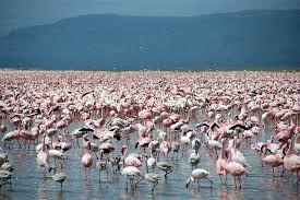 Lake Naivasha