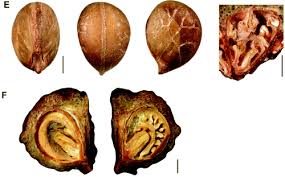 Image result for Rytigynia sp. F