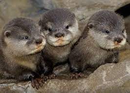 Framed Print Three Baby Otters Picture Poster Wild Animal Beaver Weasel Art Baby Otters Funny Wild Animals Baby Animals