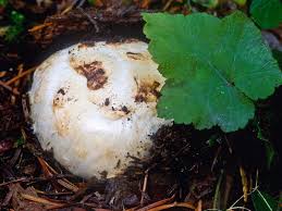 Image result for Micrargeriella