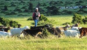 214 din 15 noiembrie 2011 pentru organizarea, administrarea si exploatarea pajistilor a fost promulgata. Pajisti Lumea Satului