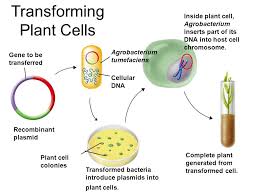 Check spelling or type a new query. Cell Transformation Recombinant Dna Host Cell Dna Target Gene Modified Host Cell Dna Ppt Download