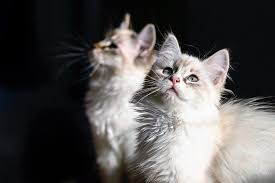 L'alimentazione del gatto in natura è prevalentemente formata da uccelli, piccoli roditori, lucertole, serpentelli, pesci ed altre piccole prede che, naturalmente, vengono mangiate crude. Alimentazione Del Gatto A 4 Mesi Come Deve Essere Dogalize